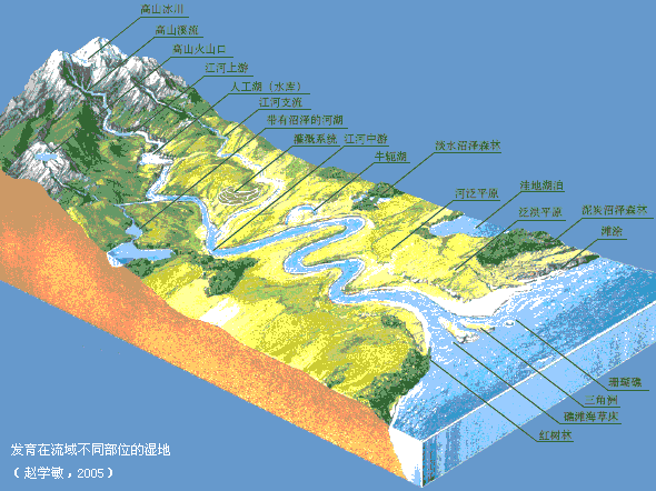 发育在流域不同部位的湿地（赵学敏，2005）