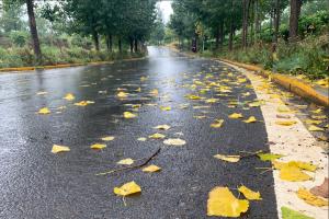 秋雨，落花，乘舟赏景，邂逅淇淅河畔！