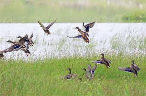 Wetland ecological service function